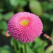 Gartenbau Andreas Zeisig