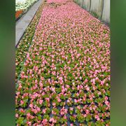 Gartenbau Andreas Zeisig