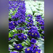 Gartenbau Andreas Zeisig