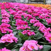 Gartenbau Andreas Zeisig