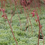 Gartenbau Andreas Zeisig