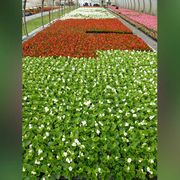 Gartenbau Andreas Zeisig