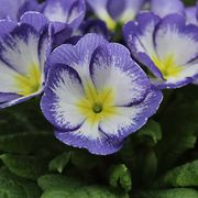 Gartenbau Andreas Zeisig