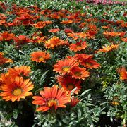 Gartenbau Andreas Zeisig