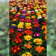 Gartenbau Andreas Zeisig