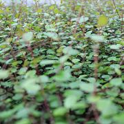 Gartenbau Andreas Zeisig
