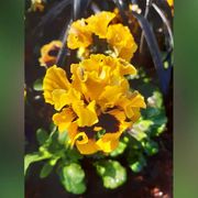 Gartenbau Andreas Zeisig